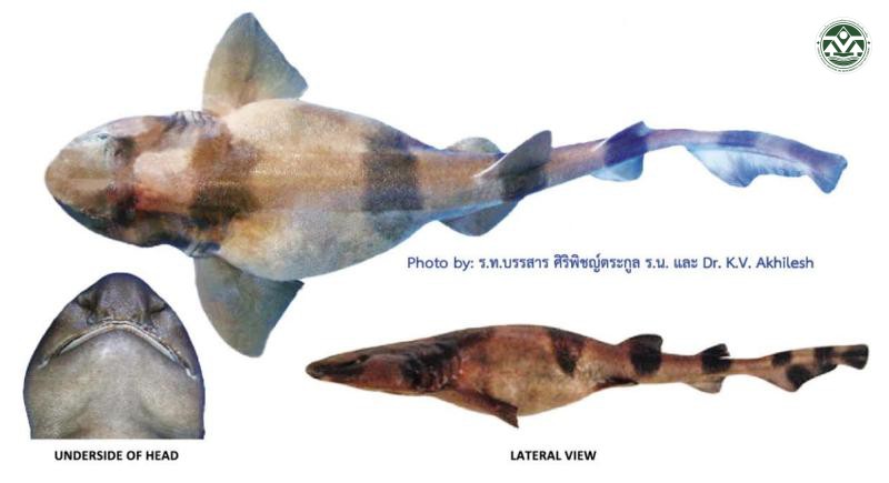 Cephaloscyllium silasi