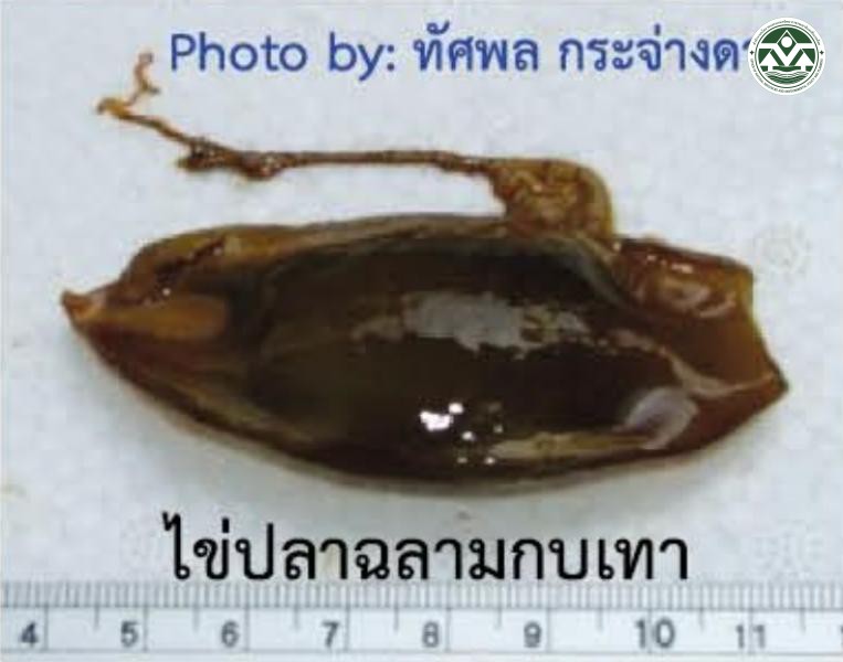 Chiloscyllium griseum
