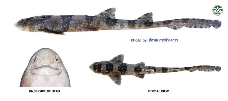 Chiloscyllium plagiosum