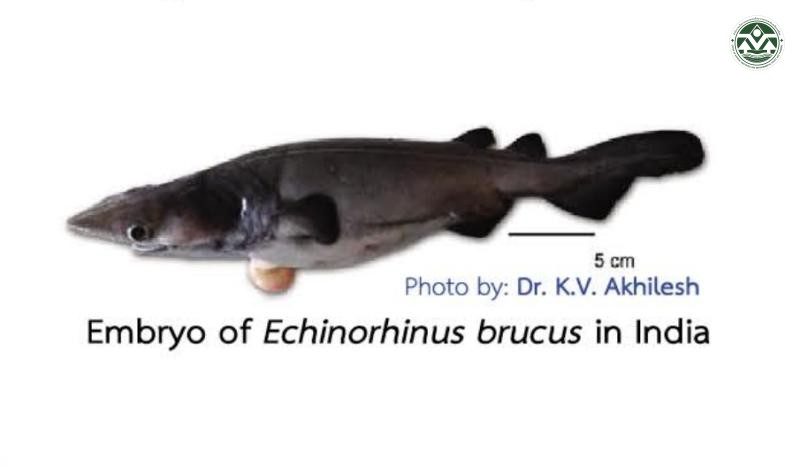 Echinorhinus brucus