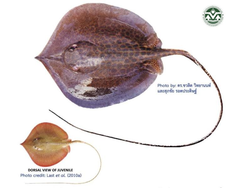 Fluvitrygon oxyrhyncha