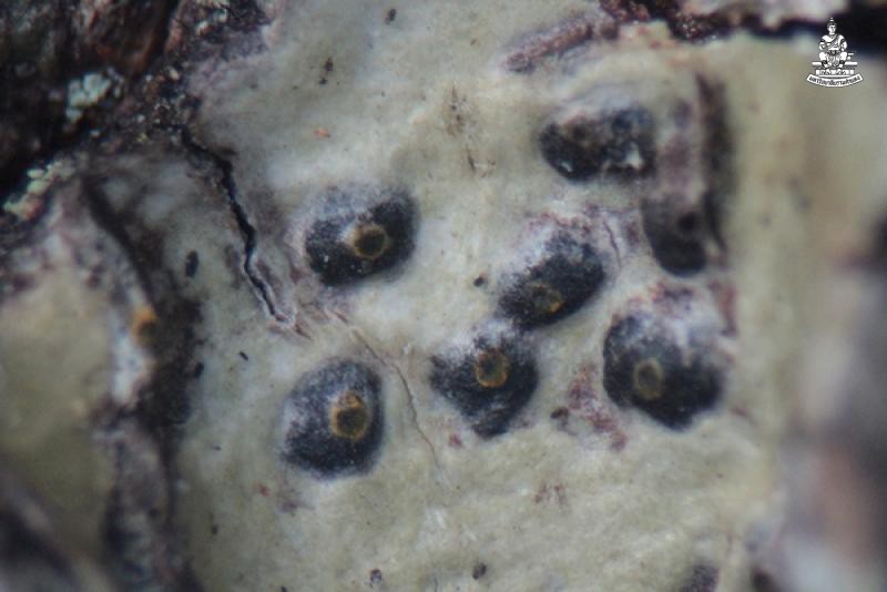 Astrothelium flavocoronatum