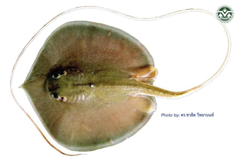 Fluvitrygon signifer