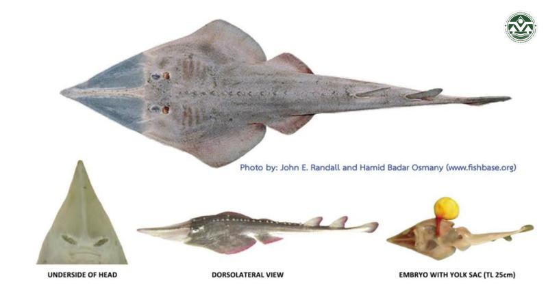 Glaucostegus granulatus