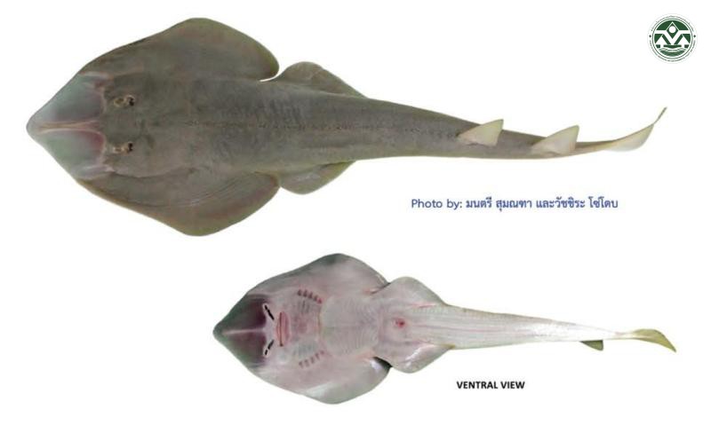 Glaucostegus obtusus