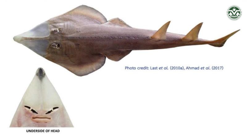 Glaucostegus typus