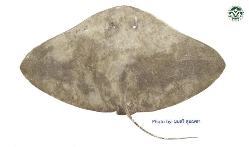 Gymnura japonica