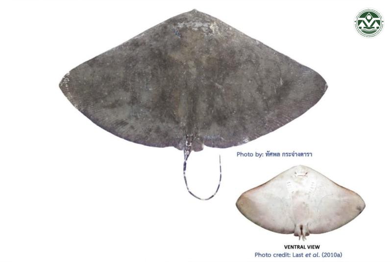 Gymnura poecilura