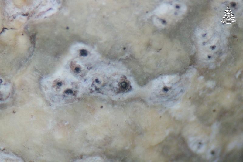 Astrothelium neglectum