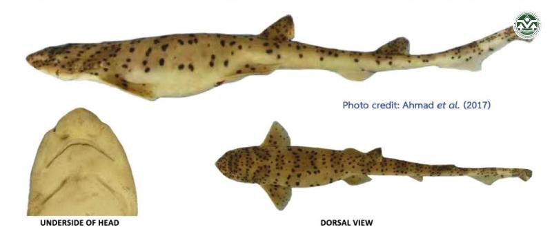Halaelurus buergeri