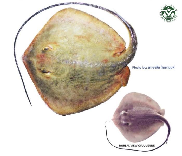 Hemitrygon fluviorum