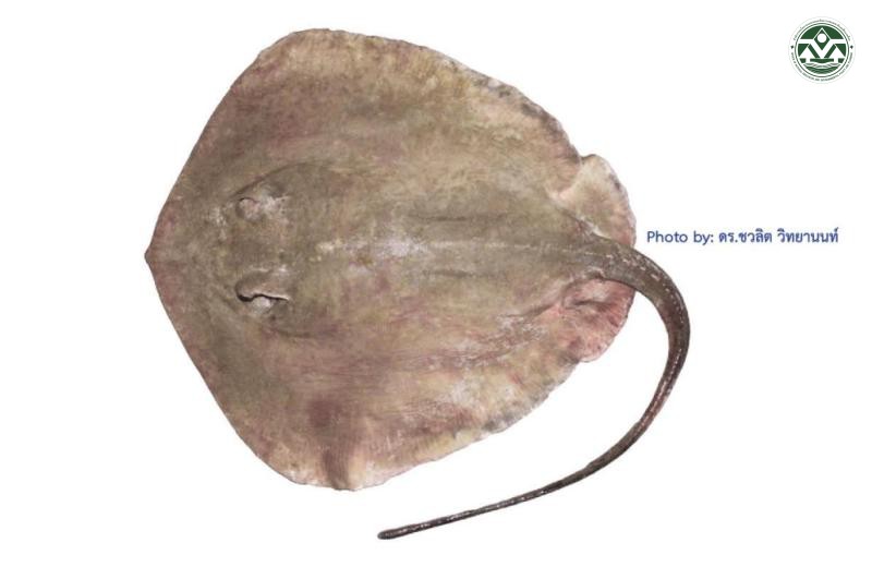 Hemitrygon laosensis