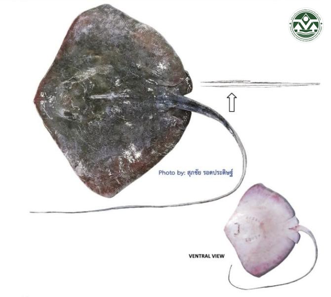 Hemitrygon parvonigra
