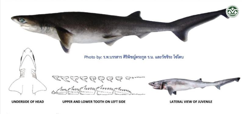 Heptranchias perlo
