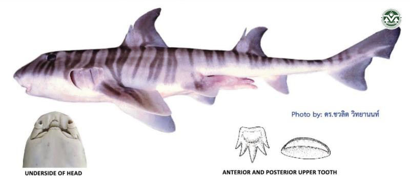 Heterodontus zebra