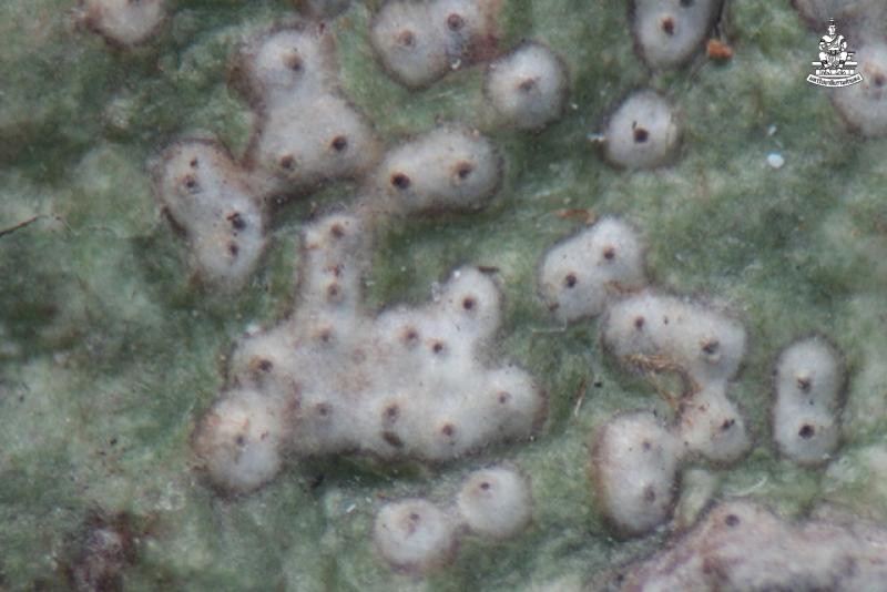Astrothelium siamense