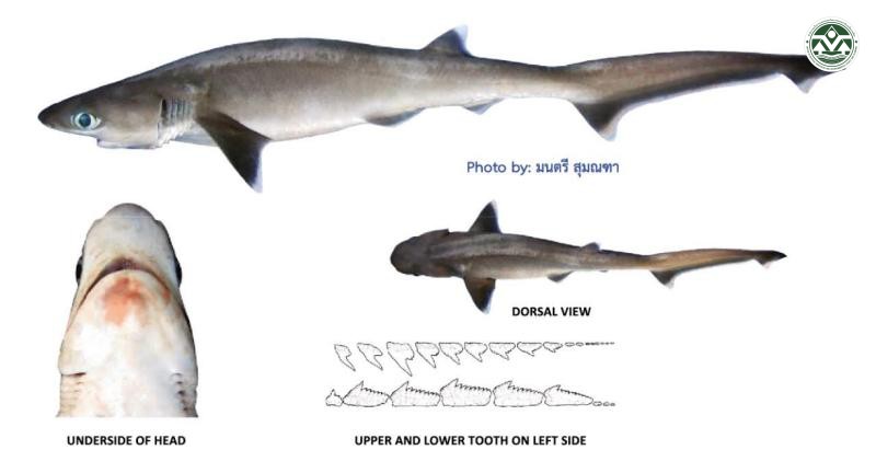 Hexanchus nakamurai