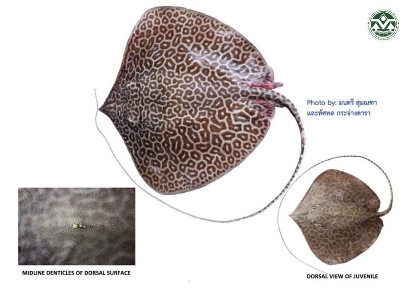 Himantura undulata