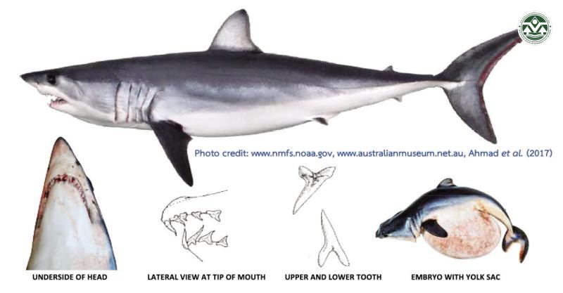 Isurus oxyrinchus