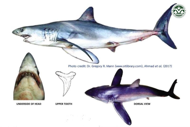 Isurus paucus
