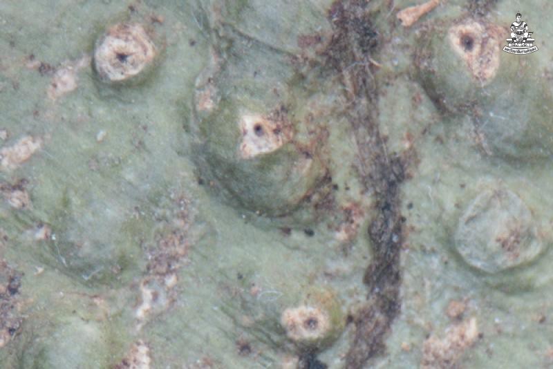 Astrothelium macrostiolatum