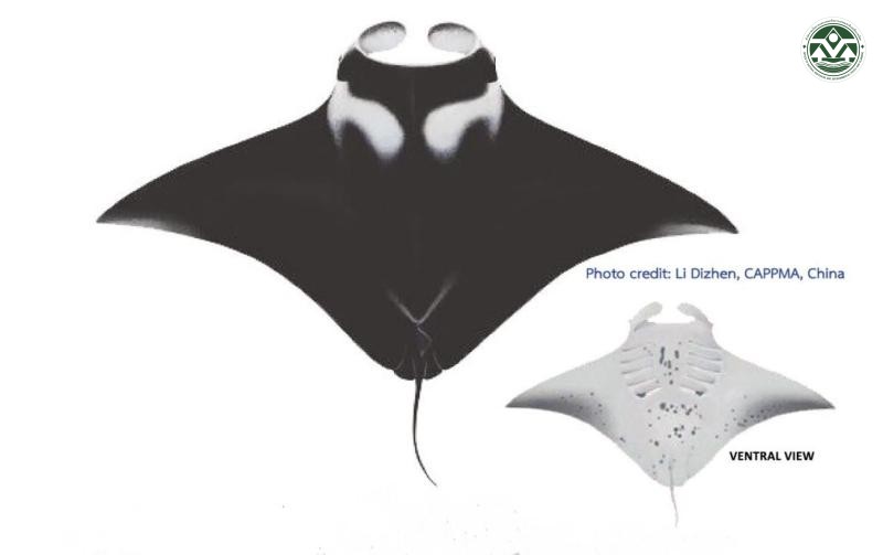 Manta alfredi