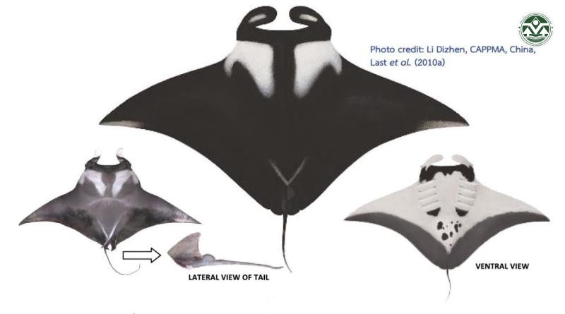 Manta birostris