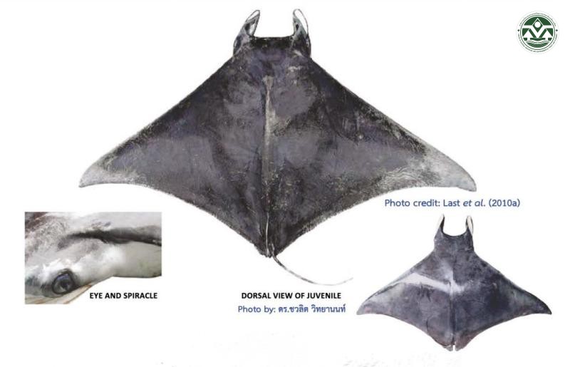 Mobula kuhlii