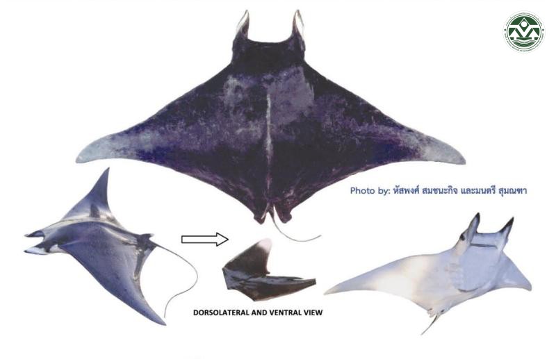 Mobula mobular