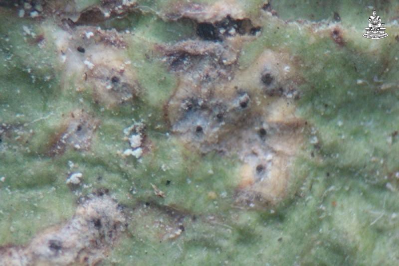 Astrothelium neovariolosum