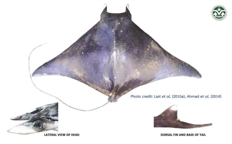 Mobula thurstoni