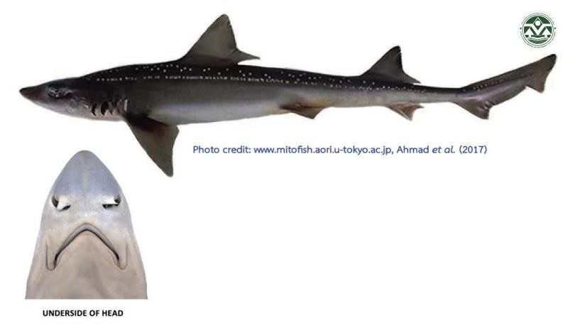 Mustelus manazo