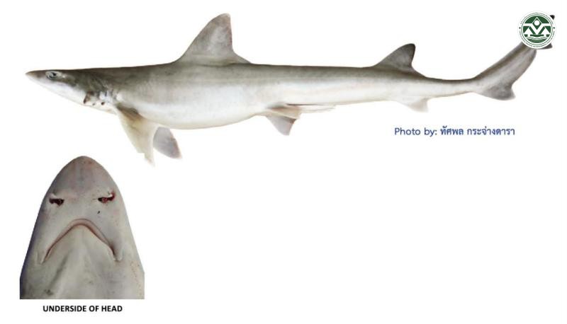 Mustelus mosis