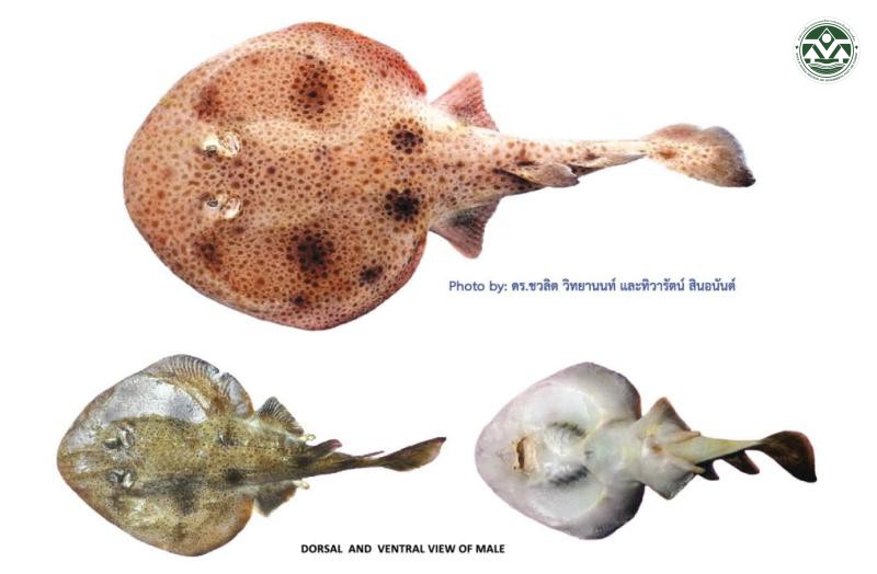 Narcine brevilabiata
