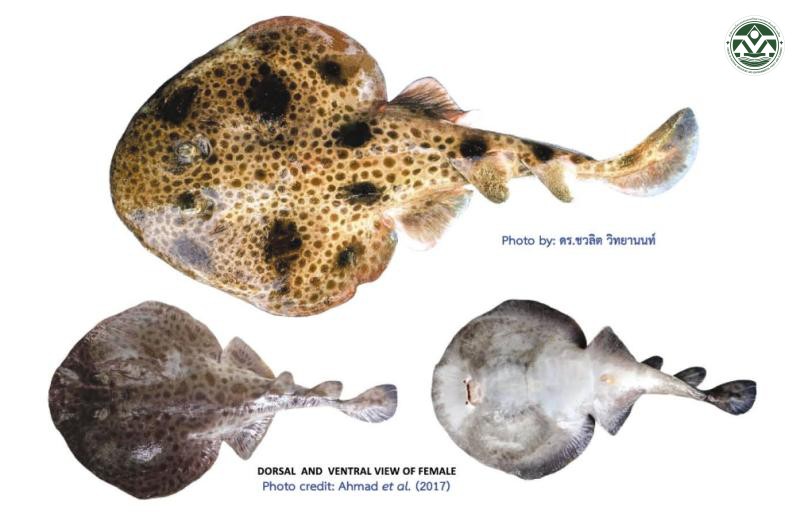 Narcine maculata