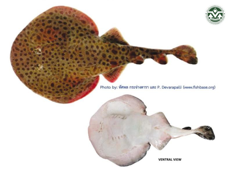 Narcine prodorsalis