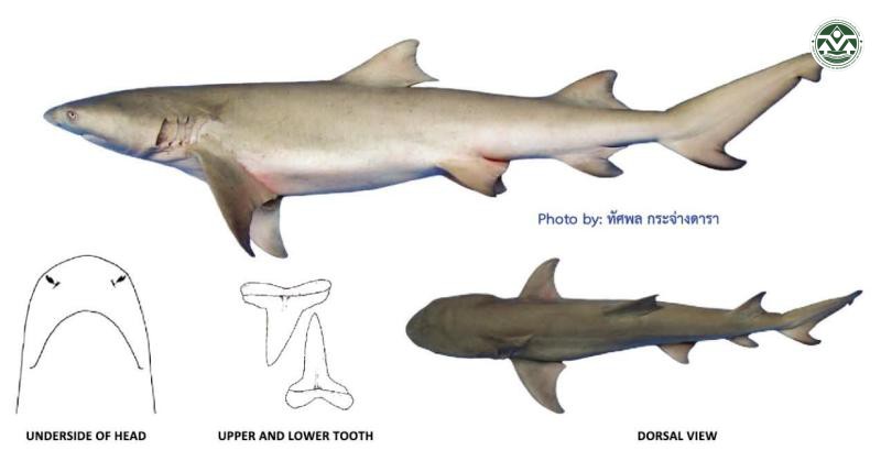 Negaprion acutidens
