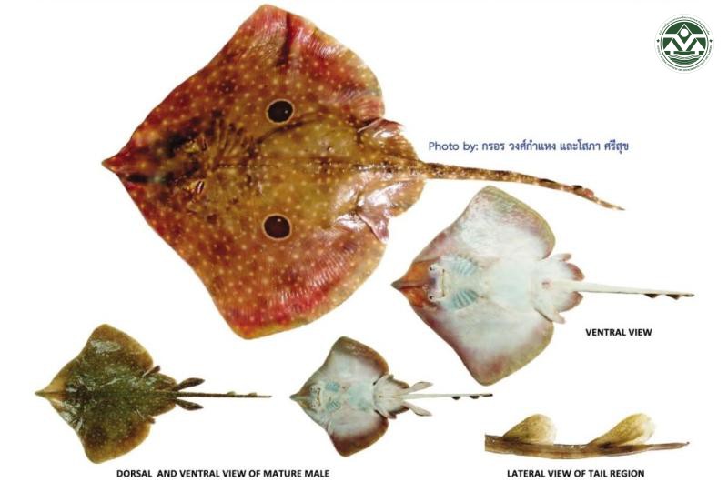 Orbiraja jensenae