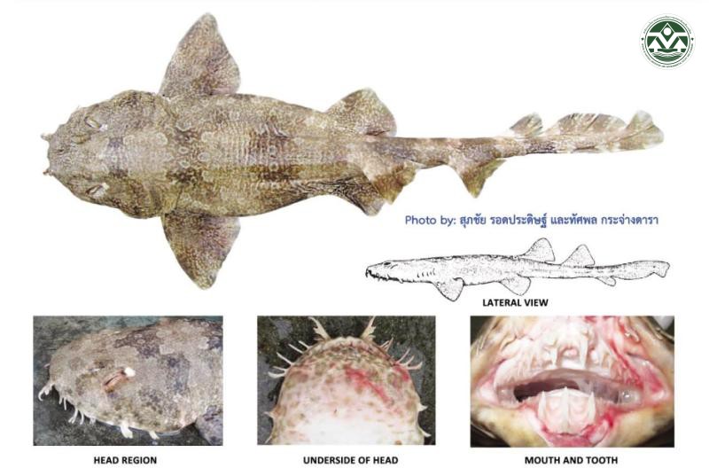 Orectolobus leptolineatus