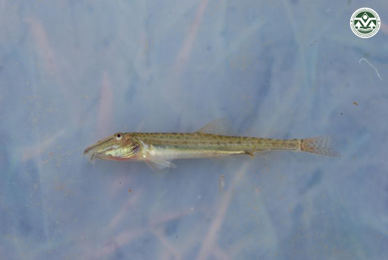 Acantopsis ioa