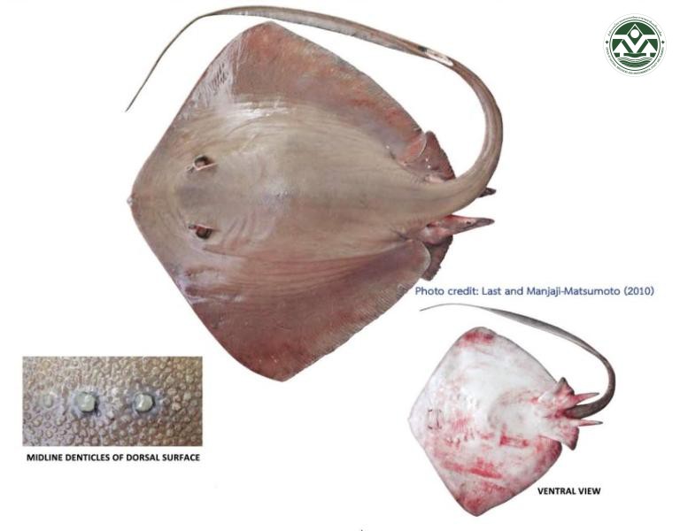 Pastinachus gracilicaudus