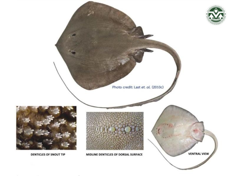 Pastinachus stellurostris