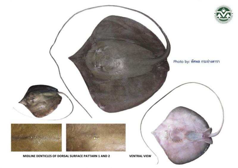Pateobatis bleekeri
