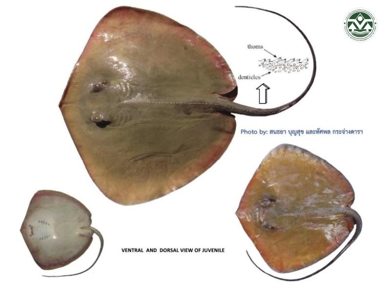 Pateobatis jenkinsii