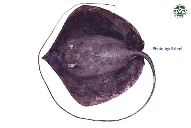 Pateobatis uarnacoides