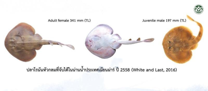 Platyrhina psomadakisi