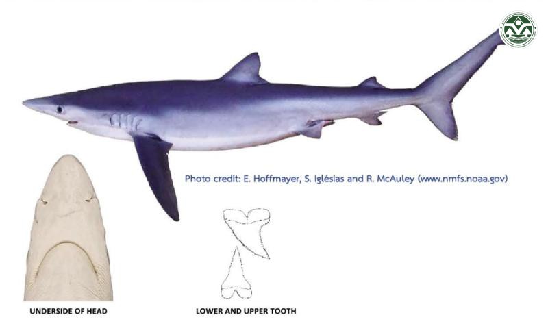 Prionace glauca