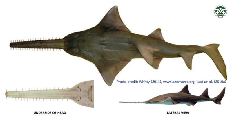 Pristis pristis