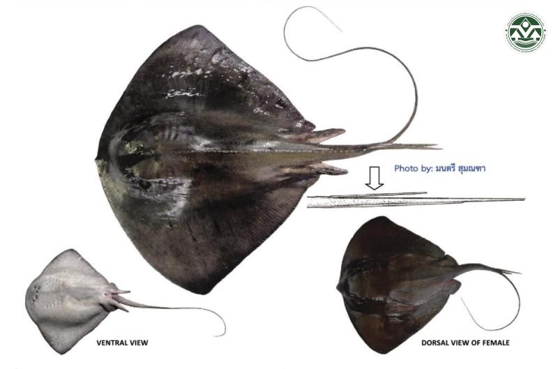 Pteroplatytrygon violacea
