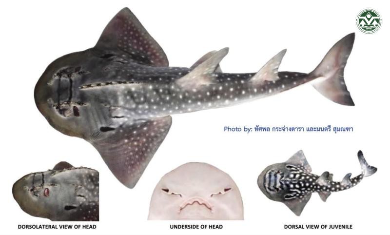 Rhina ancylostoma